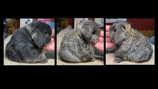 KimchiKat & Lucky Irishman Holland Lop Litter 26 Days Old