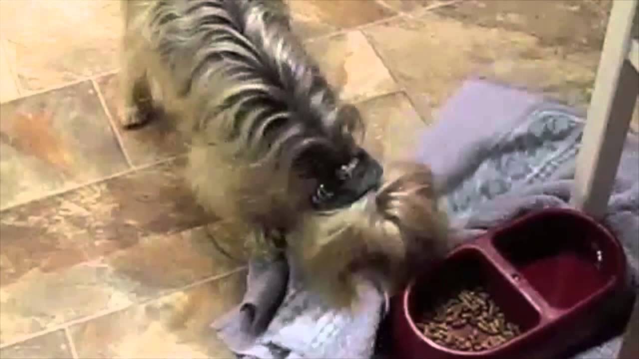 Dogs Headbanging to Death Metal