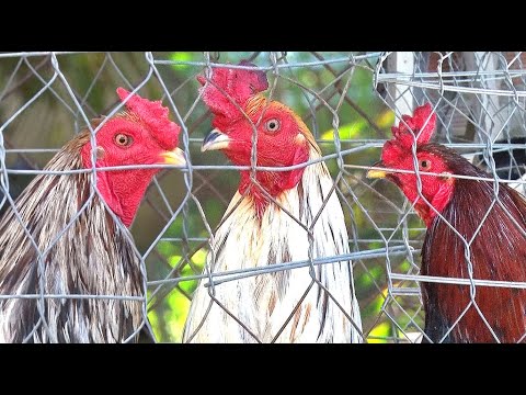 Video Bổn Gà Lai. Việt Mỹ/ Pollo mestizo. Vietnam América/... - youtube
