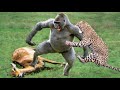 OMG! Leopard Save Baby Impala From Gorilla Trying To Steal From Mother Impala – Leopard vs Baboon