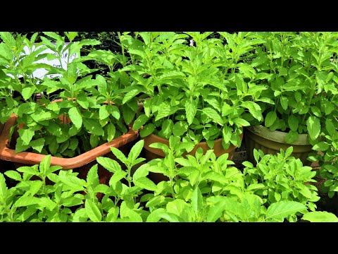 How to grow Holy Basil (Tulsi) from seed