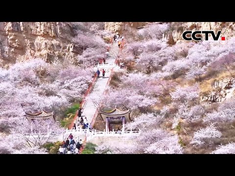 “晋”享春意，看山西龙泉山桃花美如画卷 | CCTV