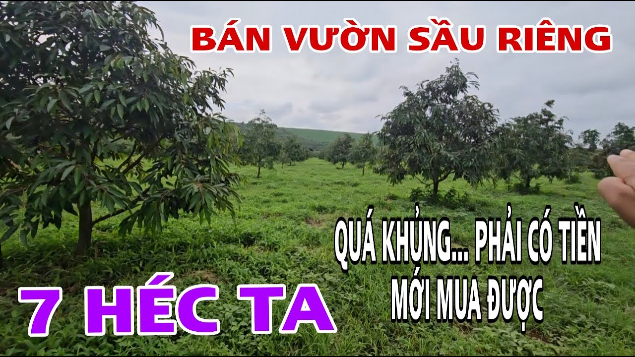 BÁN GẤP 7 HÉC TA SẦU RIÊNG TẠI IAKO TỈNH GIA LAI