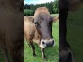 Sonntagsgrüße von der Weide ☀️🐄😍 - Frisches Gras = beste Milch