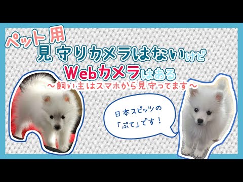 【日本スピッツのぷて】見守りカメラ 【2025/1/12】