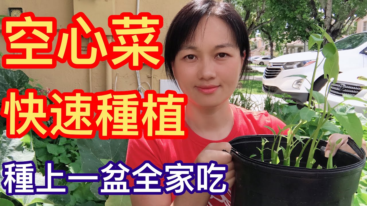 32 如何種植空心菜的好方法 空心菜營養豐富又好吃 手把手教你在家自己種 方法非常簡單 種上一盆全家吃 Youtube