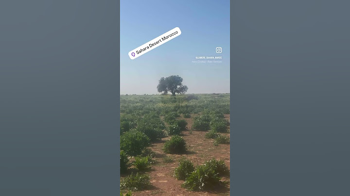 Incroyable mais vrai, le désert du Sahara après les grosses pluies 🌧️ @LumièreduSahara #maroc