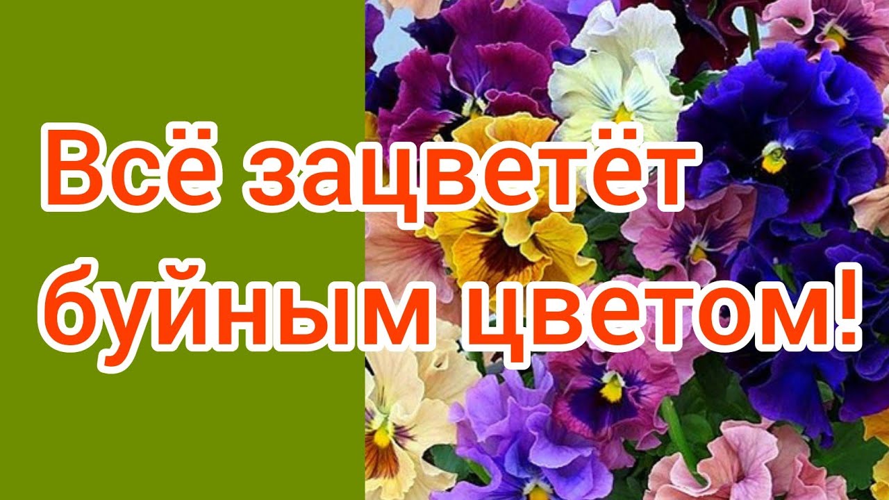 Борис Борисов Цветовод Новые Видео 2022 Года Борис Борисов Цветовод Новые Видео 2022 Года