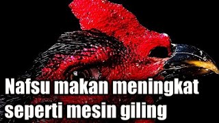 Cara Mengarasi Nafsu Makan Ayam Yang Menurundrop