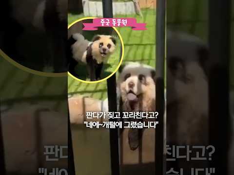 판다가 짖고 꼬리친다고? &amp;quot;네에~개털에 그렸습니다&amp;quot; #shorts