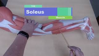 CMC LEG Muscle Review for Practical Exam ANATOMY of anatomical model ANNOTATIONS!