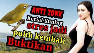 Download Lagu Anti Zonk Kecial Kuning stres Jadi Pulih kembali Buktikan Kecial Kuning Gacor pancingan kecial  MP3