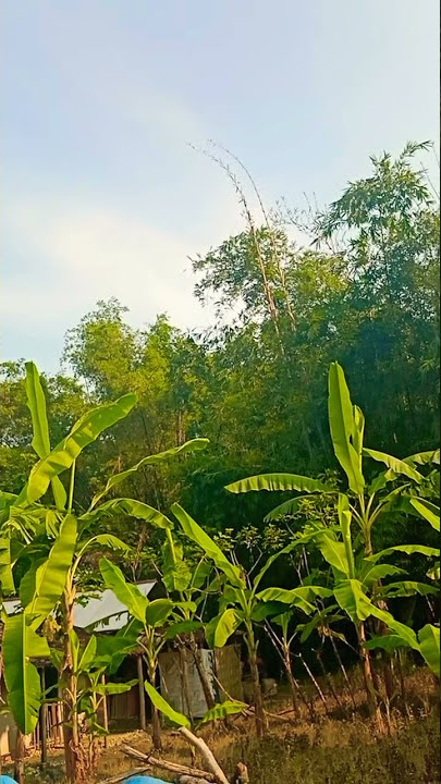 SUARA BURUNG SIRTU/CIPOW/DIKU DI ALAM !!