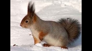 Смешная милая белочка встречает весну. Funny squirrel eats.