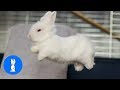 Baby Bunny Rabbits Binky - CUTEST Compilation