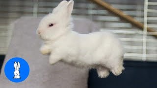 Rabbits are funny fluffy creatures and can be incredibly cute. watch
this compilation of baby bunny binky (jumping up whilst happy)! if you
enjoyed t...