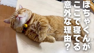 ぽちゃくんが真夜中に机の上で寝てる意外な理由とは #猫 #マンチカン