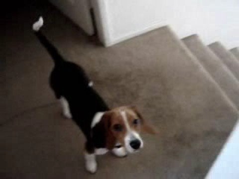 Beagle and the Laser Pointer