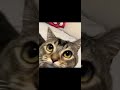 cat daily from my fyp