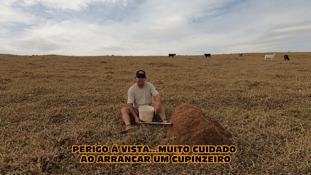 PERIGO Á VISTA...CUIDADO AO ARRANCAR UM CUPINZEIRO