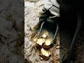 Don't Ever Ignore These White Rocks! Here's Why. 💰🔨#shorts #gold #mining #shortsgold