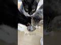 猫 vs うなぎ職人
