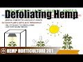 Why you should defoliate your hemp leaves