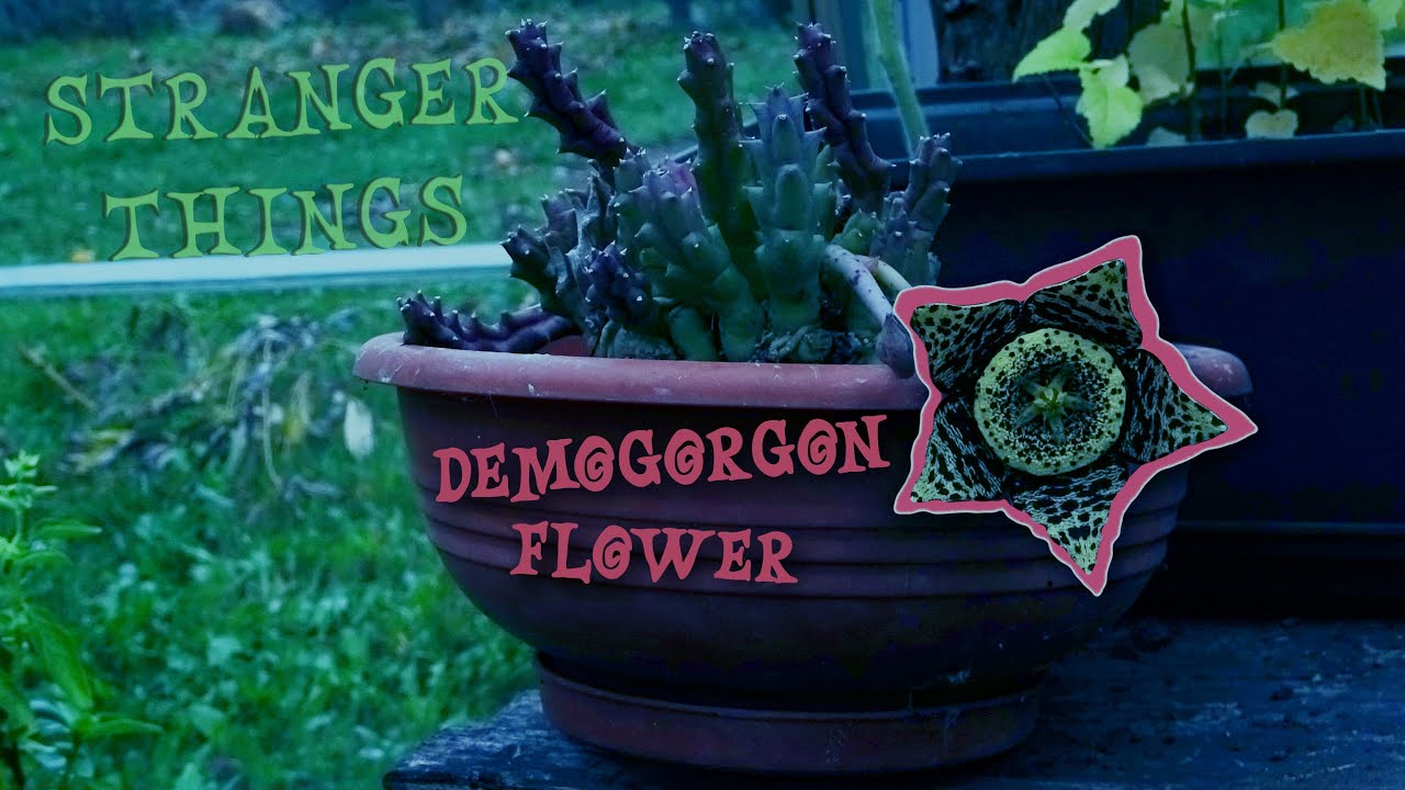 Stranger Things intro - Demogorgon Flower