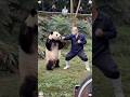 Baby panda learns kung fu #panda #cute #trending #viral #cutepanda
