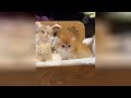 にゃんこの癒し効果は絶大です♥