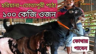 এতো বড় পাঠা এই প্রথম দেখলাম~পাঠা পালন পদ্ধতি ~ ৬০০০০ টাকা মাসিক আয়~পাঠা কোথায় পাবেন~Goal Farm bd