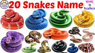 Snake Name Learning 20 Snake Video In Bengali To English Snake Name Vocabulary Video For Toddlers