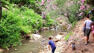 ישראל טבע נחל בצת Израиль. природа. Бетцет поток Israel. nature. Betzet River