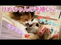 ﾐｰｱｷｬｯﾄ&ﾒｲﾝｸｰﾝ　毛繕いされてデレデレ～❤️