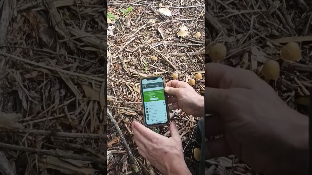 MUSHROOM iNat Observation Demo PART 1 (w/ Thomas Patterson)