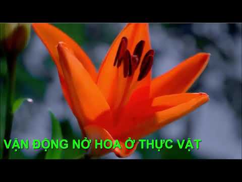 Video SINH HỌC 11 - Bài 24: ỨNG ĐỘNG #dungtrancvp - YouTube