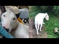 ENGLISH BULL TERRIERS EP.14| CUTE MOMENTS