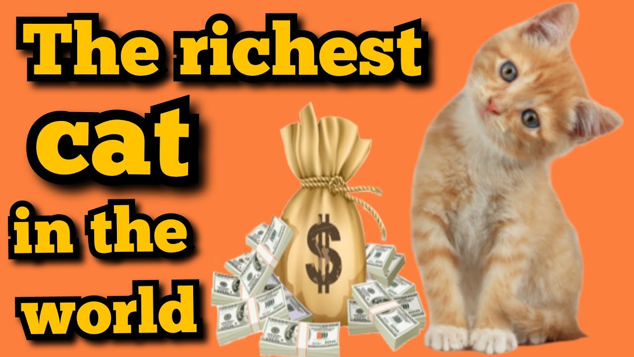 The richest cat in the world . ( Amazing facts about cats . ) YouTube