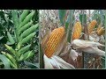 Corn maize growing pioneer brand corn from planting to harvest