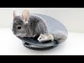 Chinchilla & Hamster Take Turns Spinning