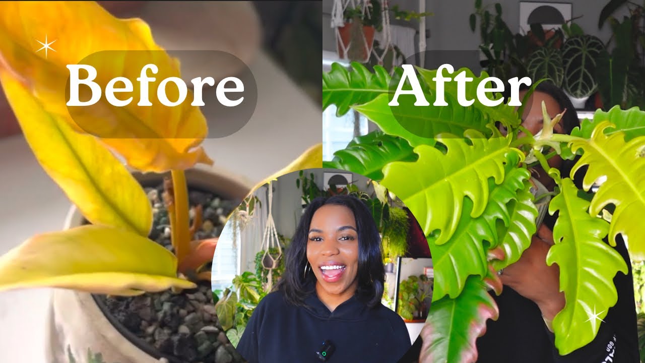 These houseplants exploded with growth and development 😱🪴