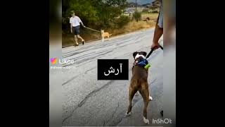 فیلم خنده دار-فیلم سگ-مسخره.کلیپ خنده دار-اموزش