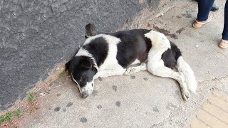 He Battled Serious Health Issues After Being Found Abandoned But Never Lost His Spirit