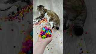 Satisfying Cat Barsik 🐱 Marbles 🌈 Reverse video