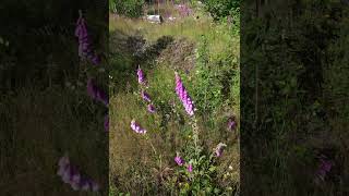 wildflowers, 6k, vertical