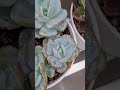 #succulentvarieties #succulent #plants #suculentas #succulentgarden #succulentlove