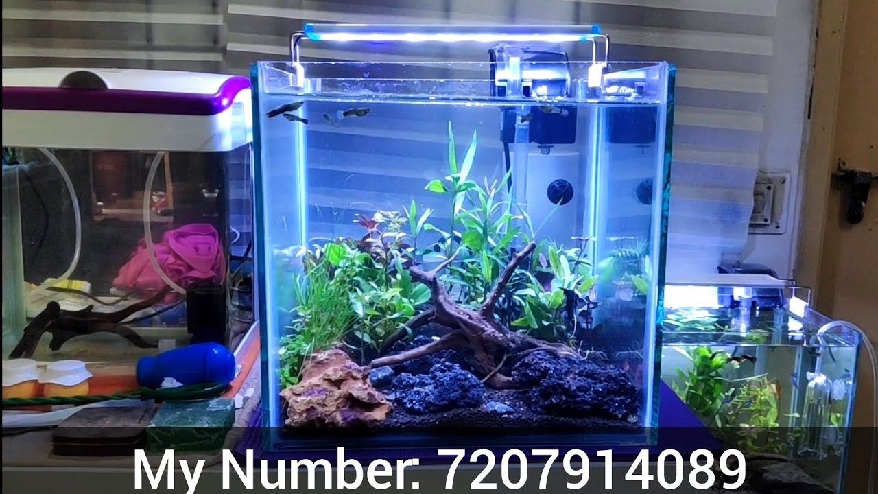Planted Aquariums for Sale Hyderabad Only in Telugu YouTube