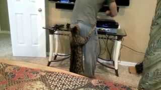 かまってニャー かまってほしくて おしり にかぶりつく リアルおしりかじり虫 を見つけたよ Pouch ポーチ