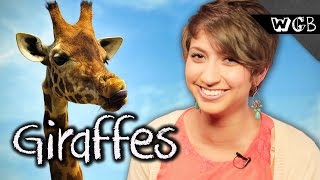 Giraffes are Weird, Gross and Beautiful