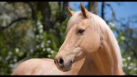 حالات واتس قرآن كريم بصوت اسلام صبحي 😴❣اجمل حالات واتس اب دينيه تلاوة مؤثرة💌💙